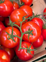 Fresh red tomatoes on the vine, close-up view in a box, perfect for cooking, healthy eating, grocery sale, and natural vegetable background.