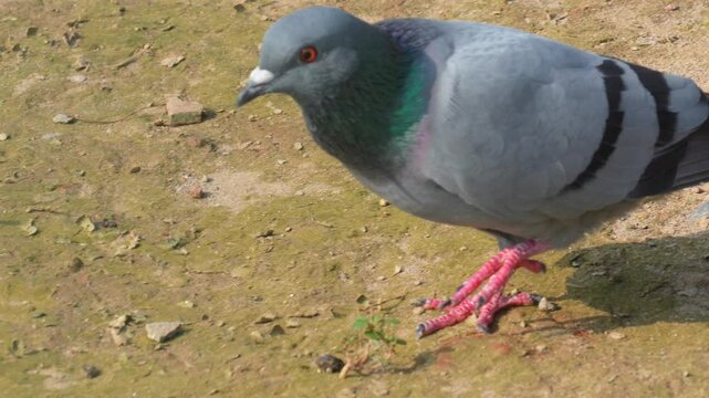 Feral Pigeon Searching Food on Ground [Columba livia domestica] 120fps Slow Motion 4K Footage
