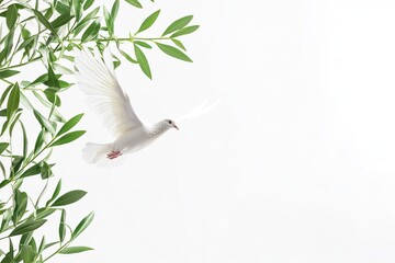 White Dove of Peace Flying with Green Olive Twig Isolated on White Background with Space for Text