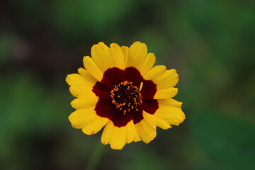 Close-up of yellow and brown Indian blanket flower. Gaillardia plant in bloom on summer in the meadow
