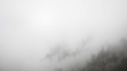 Foggy forest with mountain view.