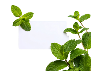 Fresh Green Mint Leaves Frame Empty White Card