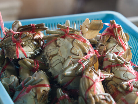 Scylla olivacea tied with red rope in a blue basket