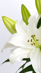 Fototapeta premium Close-up of white lilies (1)