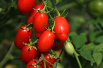 Italian Datterino or Cherry tomatoes  growing on branches in the vegetable garden 