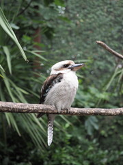 pájaro