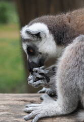 lemur