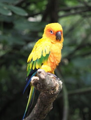 periquito