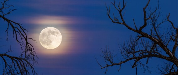 Mysterious moonlit night with partial cloud veil and dark tree silhouettes
