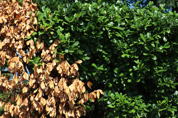 Cherry laurel hedge  with one dead dry bush on summer. Prunus laurocerasus on a sunny day