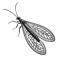 vector illustration of a butterfly