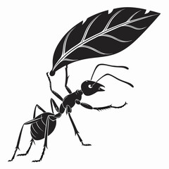 black ant isolated on white