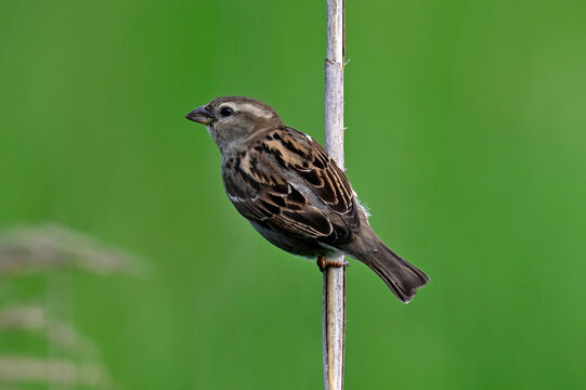 weiblicher Haussperling // House sparrow (Passer domesticus)