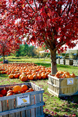 Vibrant red autumn trees surrounded by pumpkins