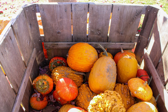 Wooden bin filled with a variety of vibrant orange pumpkins
