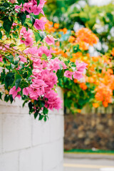 Pink and Orange flowers in full bloom hanging over white brick wall