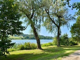 Obraz premium Lakeside view with weeping willow trees on a sunny afternoon