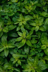 Fresh basil in the garden