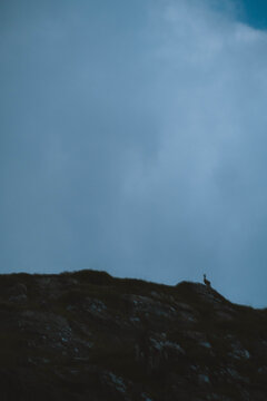 A doe looking over a cliff