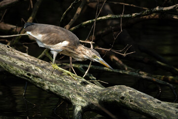 A pond heron standing gracefully