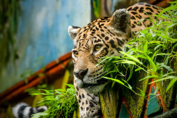 Jaguar stares in ahead with serious eyes.