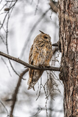 Long-eared owl (Asio otus), looking forward with wide opened eyes