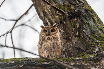 Long-eared owl (Asio otus), looking forward with wide opened eyes
