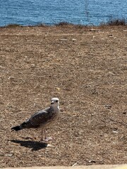 seagull on the beach