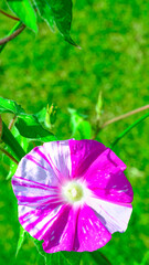 江戸風情の朝顔