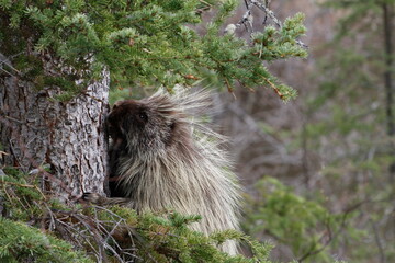 porcupine in the woods