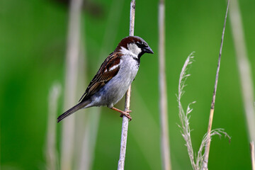 männlicher Haussperling im Schilf // House sparrow (Passer domesticus)