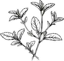 Simple black and white line art of mint leaves, clean vector outline, elegant packaging design for tea label 1 © MdRubel