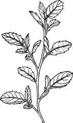 Simple black and white line art of mint leaves, clean vector outline, elegant packaging design for tea label 2