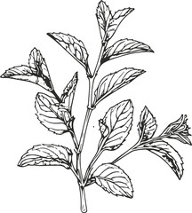 Simple black and white line art of mint leaves, clean vector outline, elegant packaging design for tea label 3