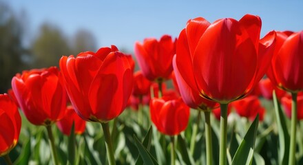 Obraz premium Vibrant Red Tulips: A close-up view reveals a field of radiant red tulips in full bloom, set against a clear, sunlit sky, evoking feelings of warmth and renewal.