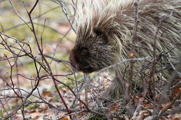 porcupine in the grass