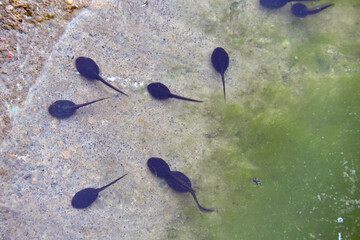 A group of black tadpoles swimming in water