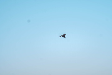 crow in the blue sky