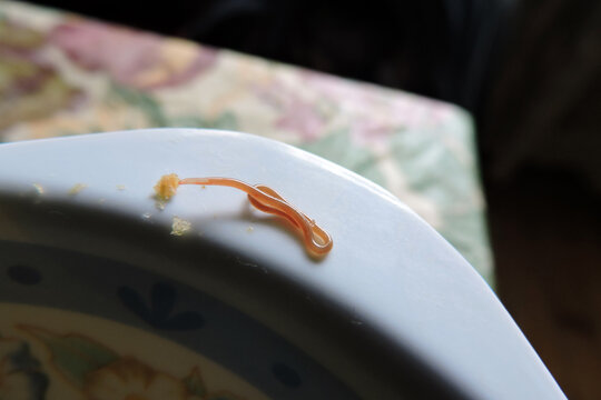 A long pink alive fish nematode, white background