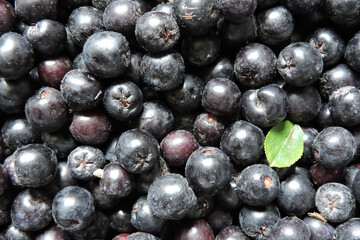 A close-up of fresh ripe aronia berries decorated with a green leaf