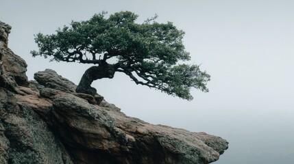 Lonely tree on rocky clifftop, hazy sky