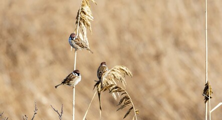 A sparrow (Passer) sits on branch. Brown background.

