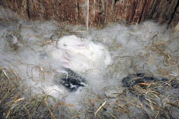 Teeny tiny cute bunnies of different colors sleeping in a nest