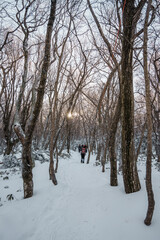Sunlight over snowy winter forest on Eorimok Trail, Hallasan, Jeju Island