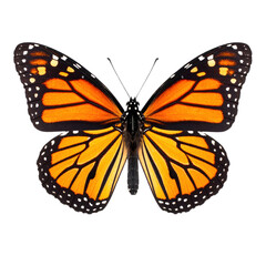 Obraz premium Monarch butterfly with vivid orange and black patterned wings spread wide, showcasing its distinct white spots along the edges and delicate antennae