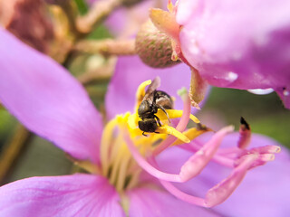 A bee climbing onto a flower