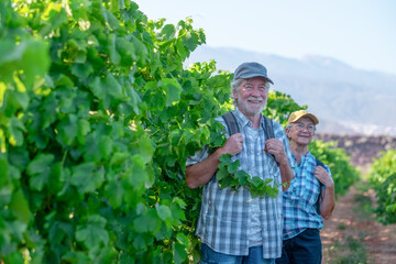 Senior couple of tourists in Tenerife travel visiting vineyard walking amongst grapevines. People on holiday wine tasting experience in summer valley landscape.