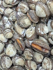 Fresh cockles (blood cockles) at the South Korea's seafood market