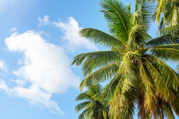 Green coconut palm trees on blue sky background closeup, palm leaves texture, palm branches, palm leaf, palm jungle, exotic foliage, tropical island sea beach, summer holidays, vacation, travel banner