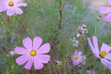 秋の日　公園花壇に咲くコスモスの花